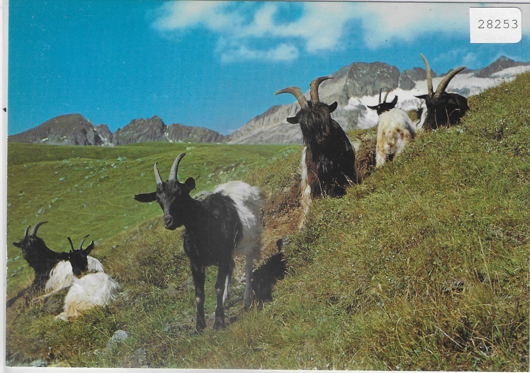 Cartoline postali: Ziegen chevres goats – Usato da Ettingen venduto da Kartenplanet