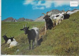 Ziegen chevres goats