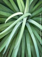 Agave Bracteosa - "Spider" Agave für Deine Sammlung