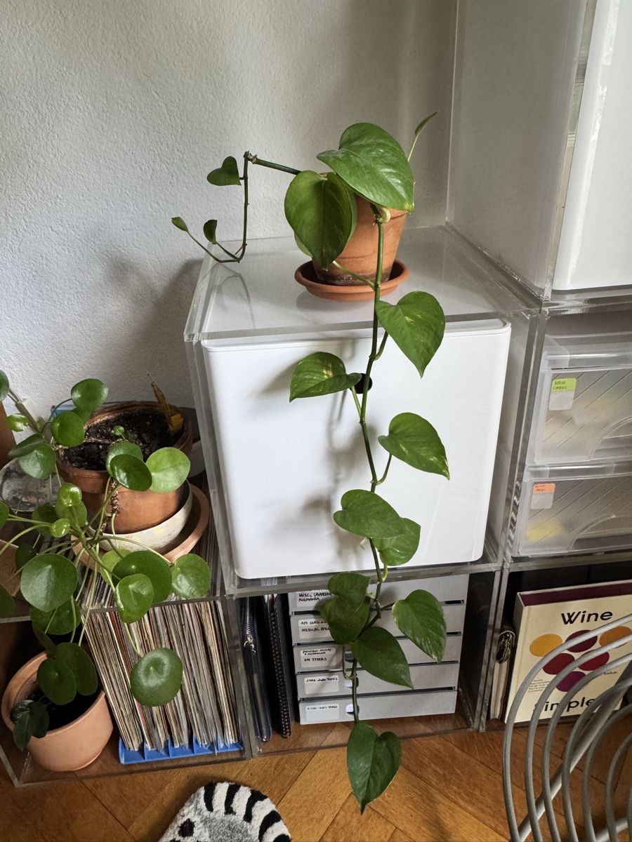Piante & sementi: Pothos plant - 2 available  – Usato da Zürich venduto da kri_zhv2 2