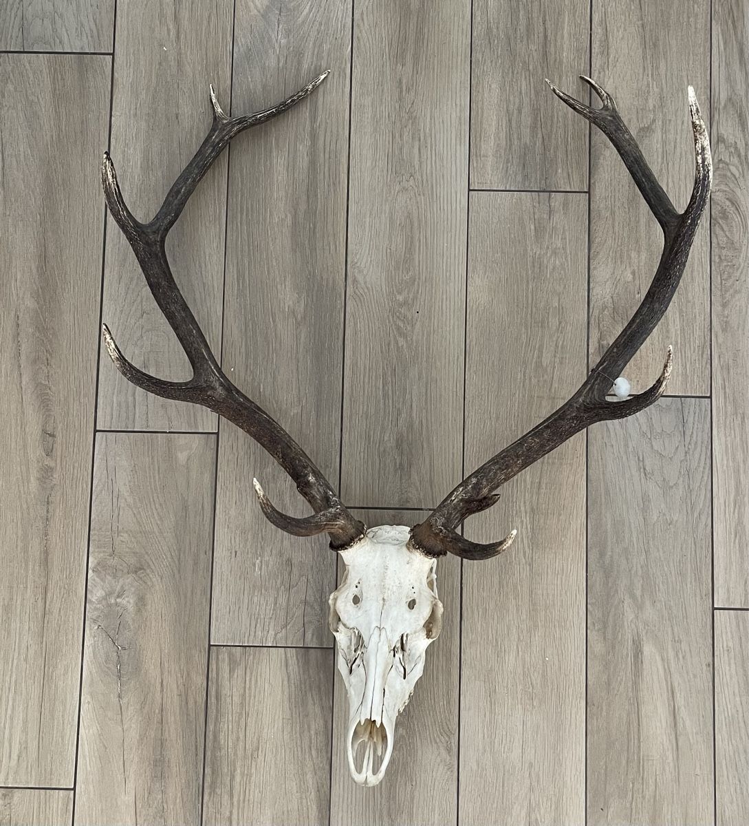 Sonstiges zum Sammeln & Seltenes: Hirsch 🦌 Geweih 12 Ender – Gebraucht aus Wengen von rotstock1696