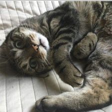 Profile image of LaurinCat