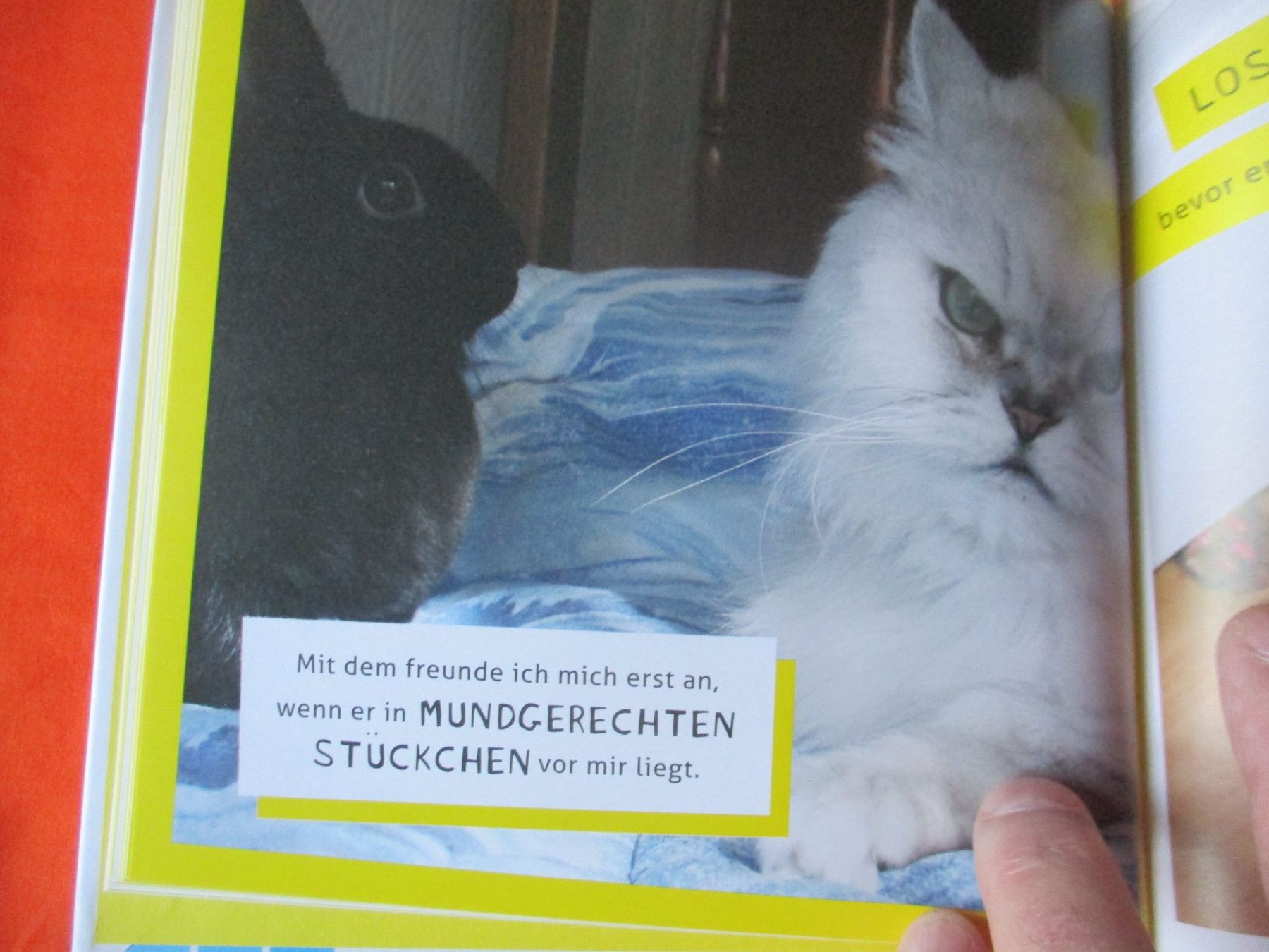 Livres: Buch, meine Katze ist ein A...... – D'occasion à Birsfelden par alles-muss-raus 2
