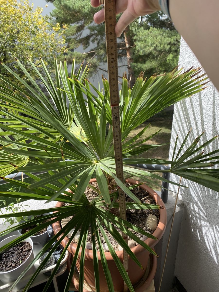 Piante & sementi: wunderschöne Palme ca. 90 cm hoch inkl. Topf – Usato da Sargans venduto da sel85 6