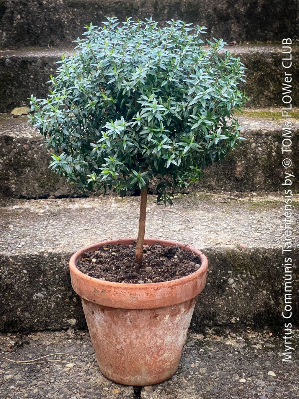 Plantes & graines: Myrtus Communis - duftende Myrte - Steckling oder Stämmchen – Neuf avec emballage d'origine à Adliswil par astom369 4