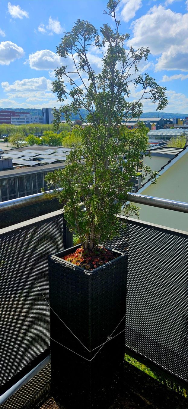 Vasi per fiori: 2 Pflanzengefäss mit Inhalt – Usato da Volketswil venduto da lullu64 1