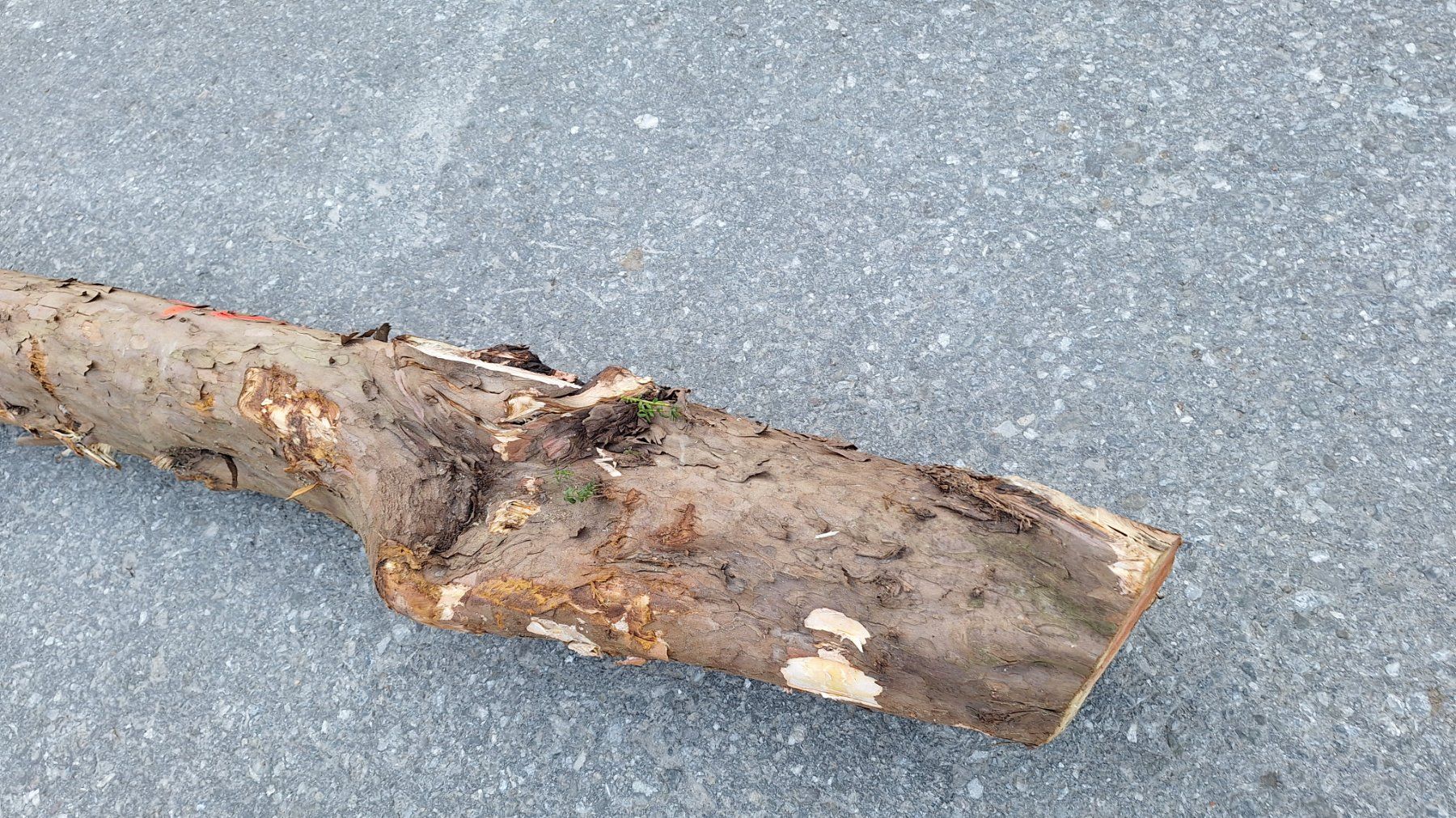 Articoli in legno: Eibe  Eibenholz Eibenstamm Holz drechseln Pfeilbogenholz – Nuovo (secondo la descrizione) da Bilten venduto da Claas10 4
