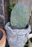 Kaktus Opunita mit grossen Blumen Topf