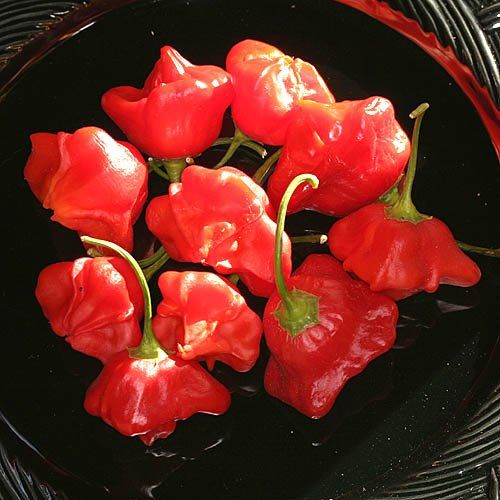 Piante & sementi: Bischofsmütze Paprika - Pflanze! – Nuovo (secondo la descrizione) da Steffisburg venduto da Calceolaria