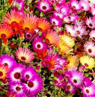 50 Samen Garten Blume   LIVINGSTONE DAISY 🌸 50 Graines