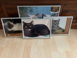 Grosses Katzenbild und 3 kleinere, alle mit Metallrahmen (2)