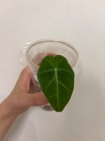 😍 Alocasia Frydek Baby (Nr. 6)