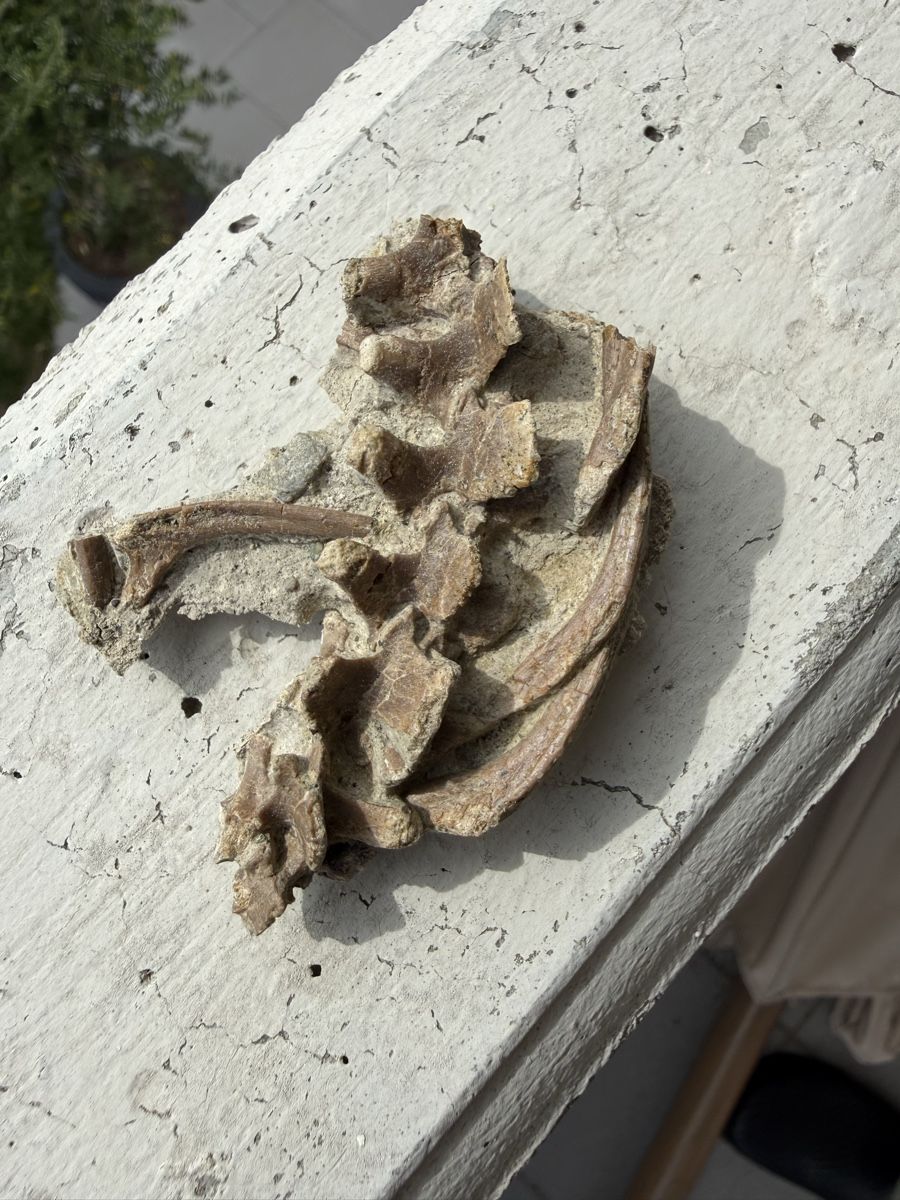 Fossili: Psittacosaurus sp. - Knochenteile – Usato da Au SG venduto da Houseofkeichousaurus 7