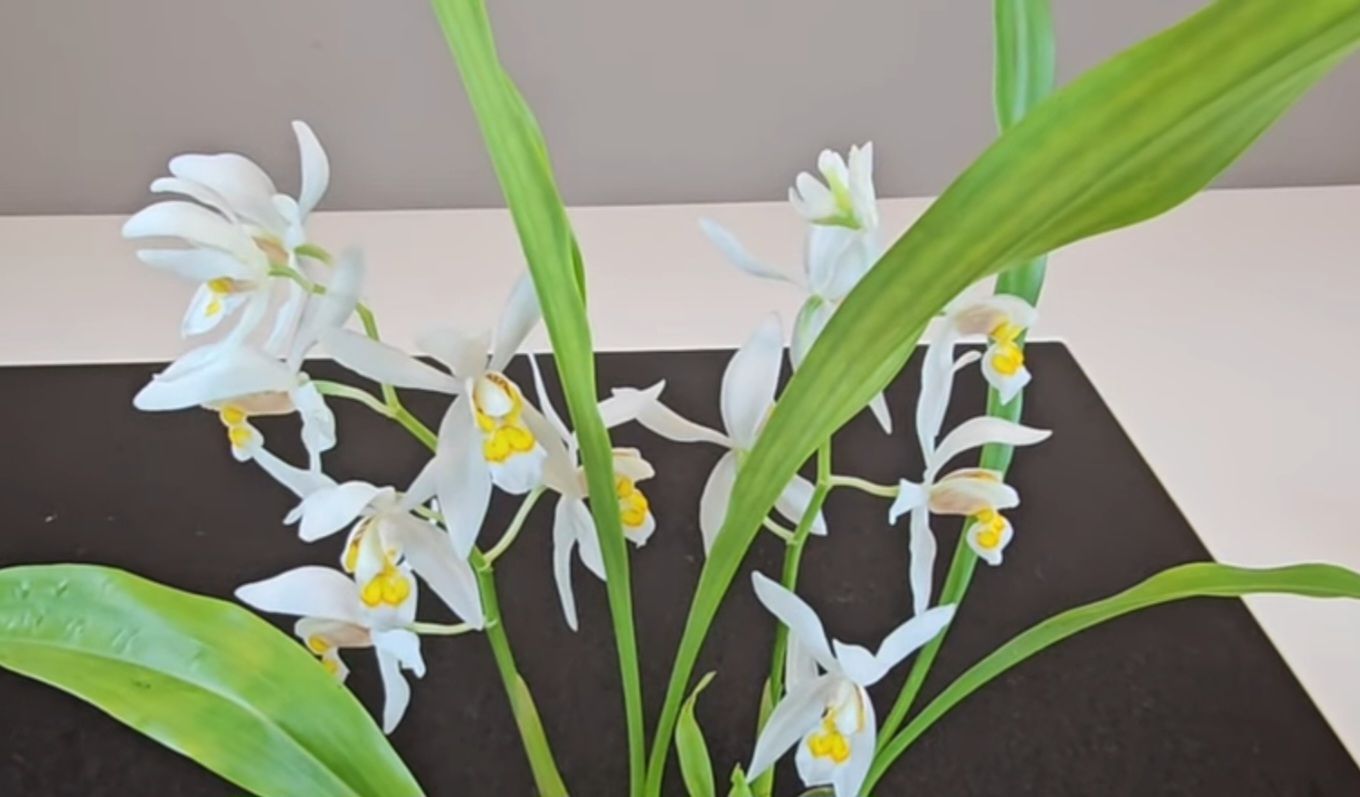 Plantes & graines: Orchidee Coelogyne ochracea – D'occasion à Jona par Smurnaya