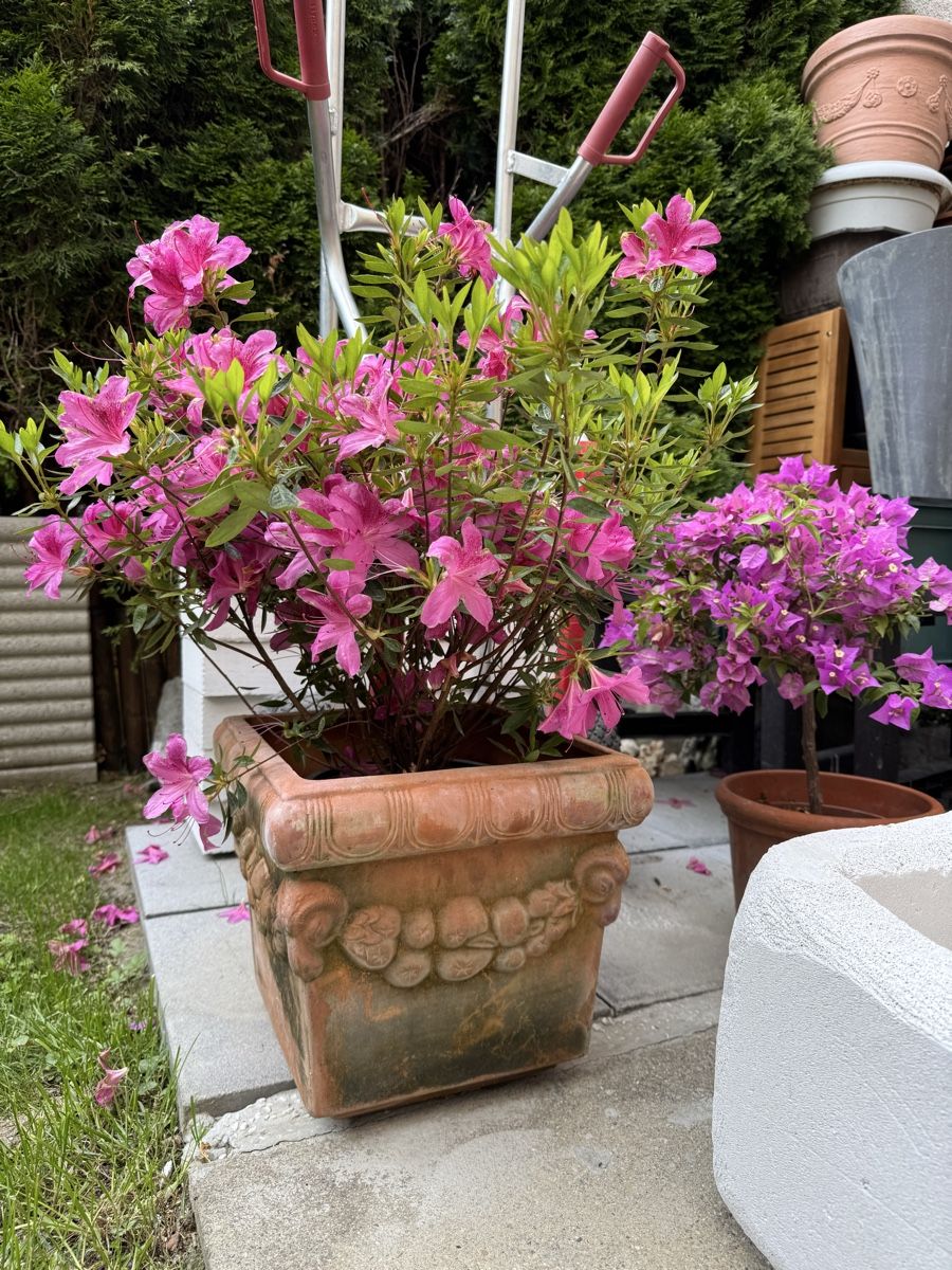 Piante & sementi: Azalee in Terracotta Topf – Usato da Rümlang venduto da Gruseh.ch