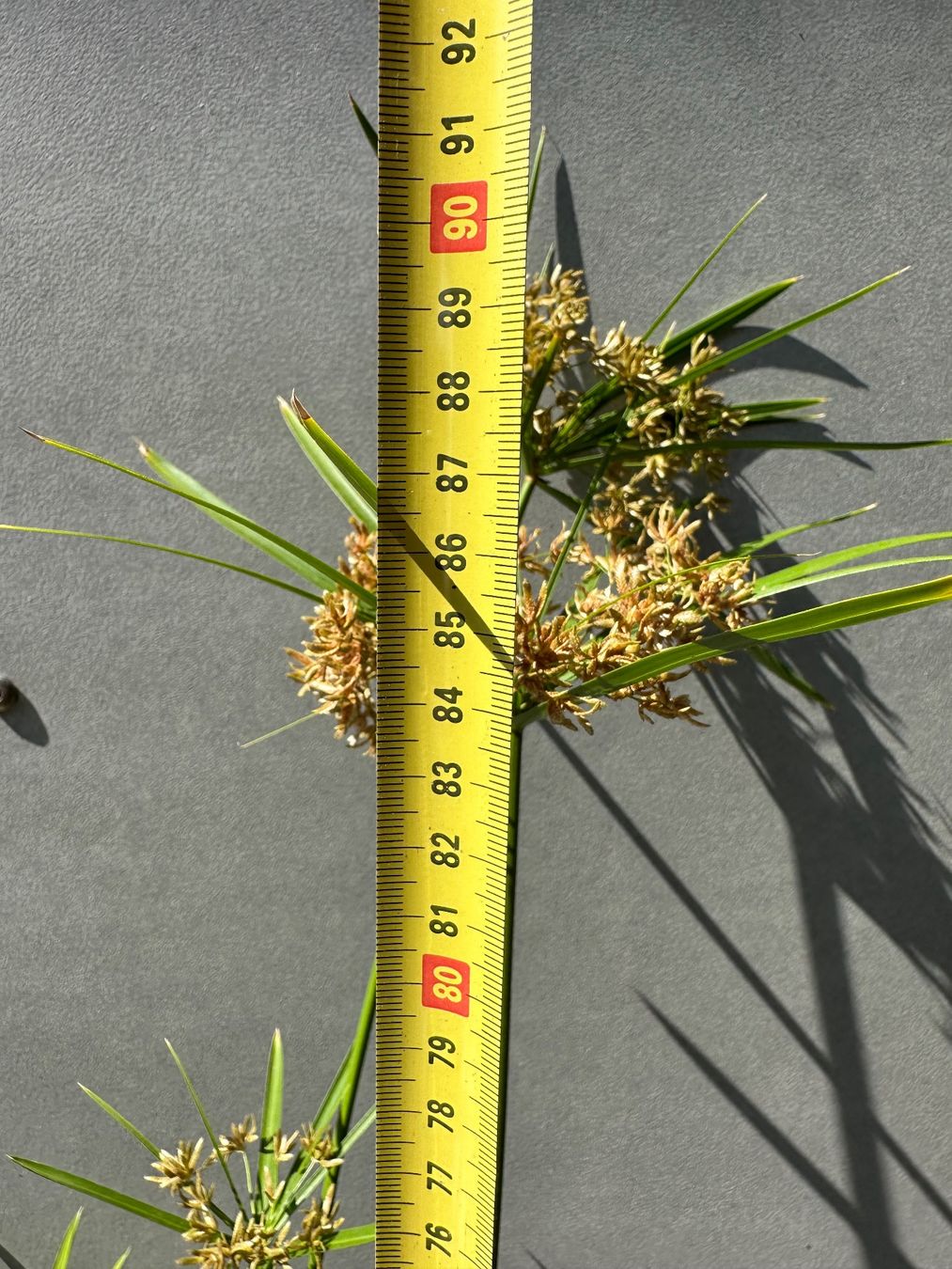 Plantes & graines: PAPYRUS STECKLING – D'occasion à Zürich par NIKI777 6