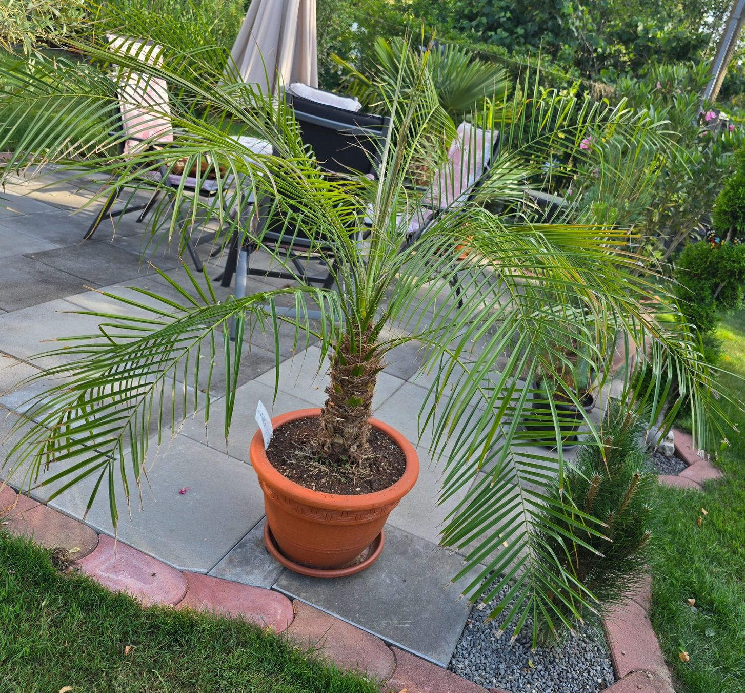 Piante & sementi: Phoenix Palme roebelenii mit Topf – Usato da Aarburg venduto da popkorn65 3
