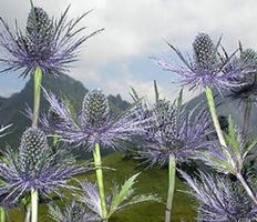 20 Samen  von ALPEN MANNSTREU "ERYNGIUM ALPINUM"