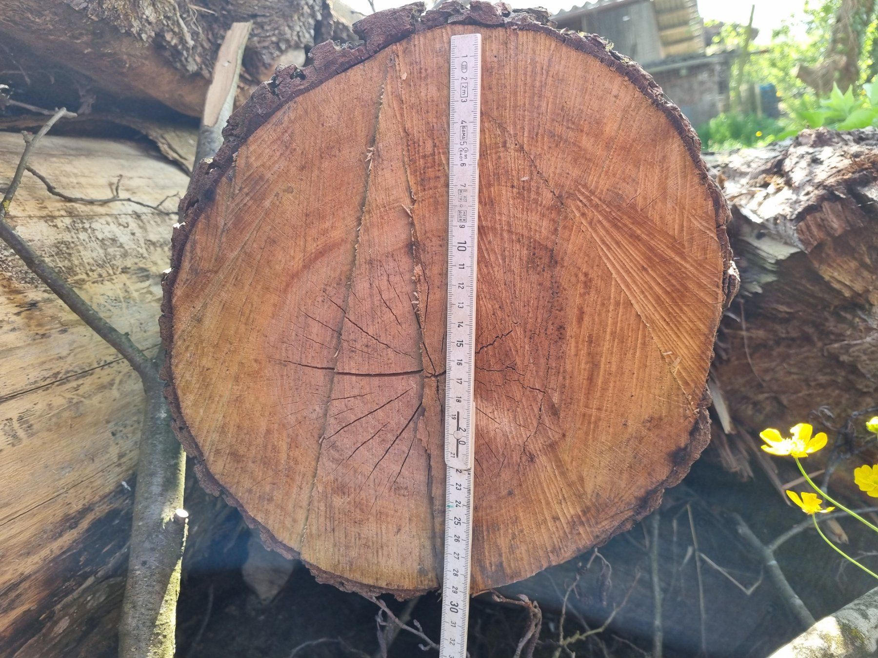 Articles en bois: Erle Baumstamm – D'occasion à Oberglatt ZH par bea1986 2