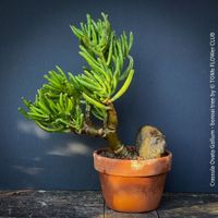 Crassula Ovata Gollum - Bonsai-Bäumchen im Tontopf