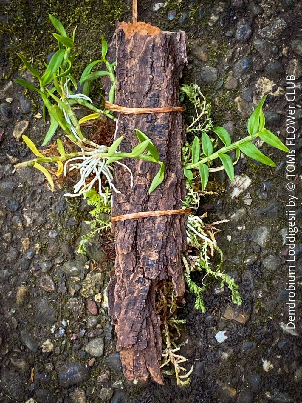 Pflanzen & Samen: Dendrobium Loddigesii - bezaubernde Miniatur Orchidee – Neu und originalverpackt aus Adliswil von TAKEYOURPLANT 1