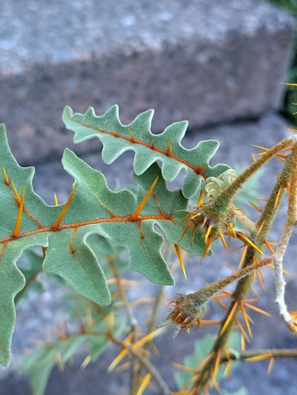Piante & sementi: Solanum pyracanthum, Nachtschattengewächs, aus Madagaskar – Nuovo (secondo la descrizione) da Mühlethal venduto da spacebird 7