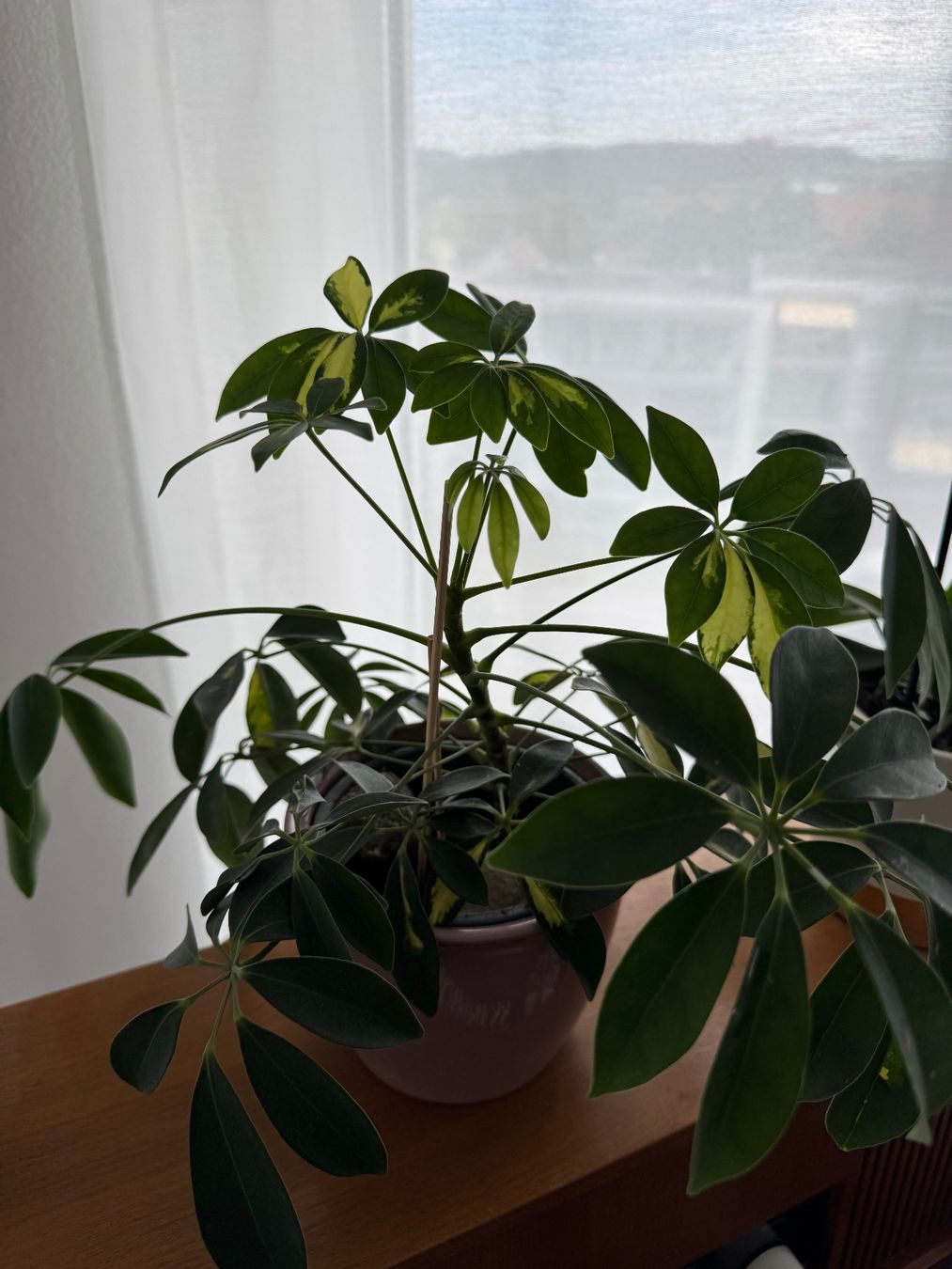 Piante & sementi: Schefflera Zimmerpflanze – Usato da Kloten venduto da Tanjaselina