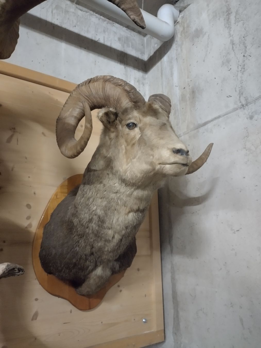 Il mondo degli animali: Wunderschöne Widder Trophäe, Wanddekoration, Top Zustand – Usato da Wettingen venduto da Bwalti 1