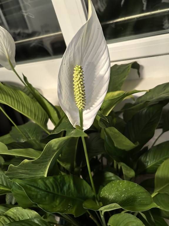Piante & sementi: Plante avec pot Spathiphyllum – Nuovo e nell'imballaggio originale da Petit-Lancy venduto da hex_6rsx 1