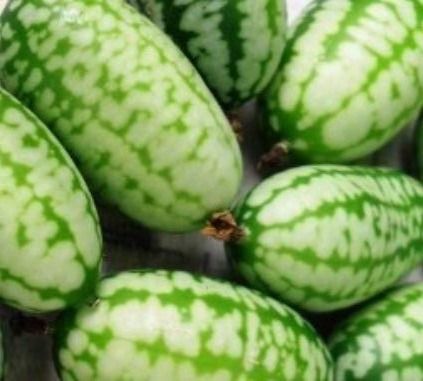 Piante & sementi: 10 SAMEN Mini-Gurke AFRIKANISCHER – Nuovo e nell'imballaggio originale da Rovio venduto da POSITIFFARTandPLANTS 1