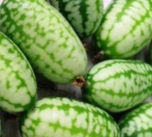 10 SAMEN Mini-Gurke AFRIKANISCHER