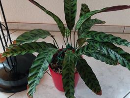 Calathea lancifolia, 40cm, in hochwertigem Substrat