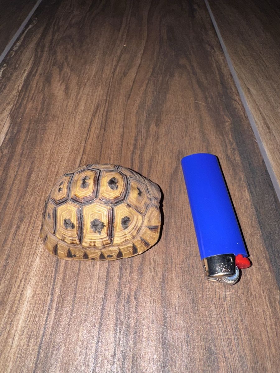 Tutte le decorazioni: Kleiner Schildkrötenpanzer Deko – Usato da Bäretswil venduto da clothes-freak 1