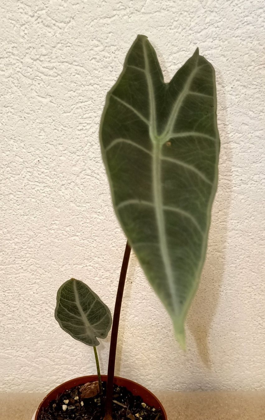 Piante & sementi: Alocasia Longiloba Silver – Nuovo (secondo la descrizione) da schöftland venduto da UniquePlants