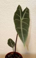 Alocasia Longiloba Silver