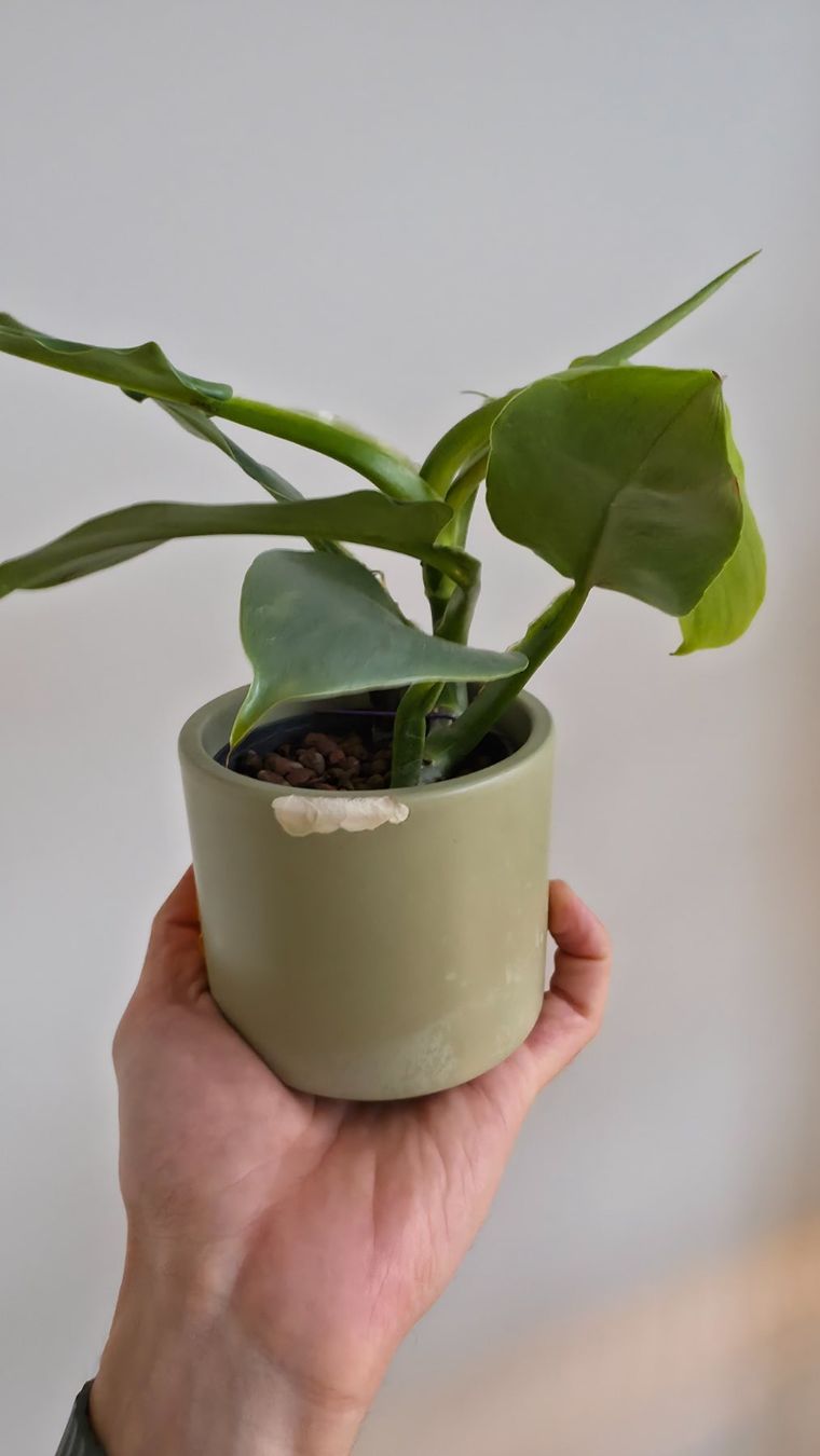 Pflanzen & Samen: Philodendron Silver Sword – Neu (gemäss Beschreibung) aus Zürich von The_Plant_Wizard 3