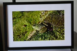 Gerahmtes Naturfoto – Perfekt getarnter Frosch 20 × 30 cm