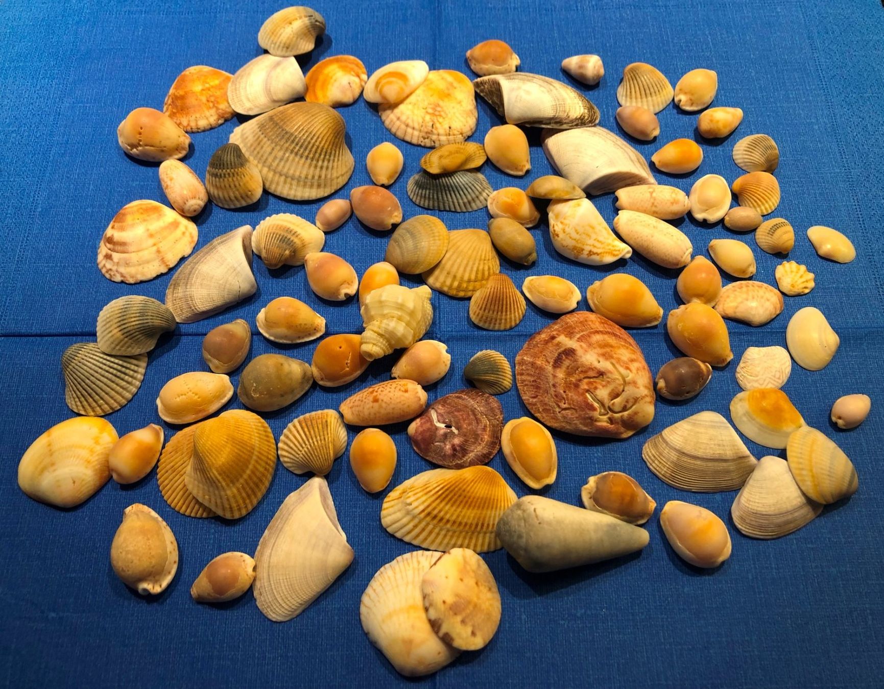 Tutte le decorazioni: Diverse Muscheln zu Dekoration oder zum Basteln ca. 300 gr. – Usato da Gossau/ZH venduto da amazonas66 1