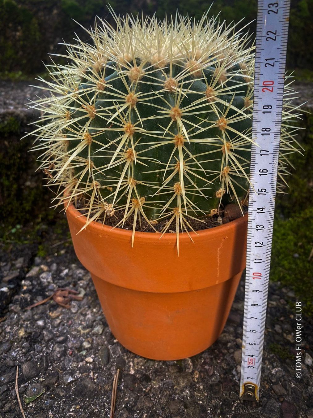 Pflanzen & Samen: Echinocactus Grusonii – „Schwiegermuttersitz" - Kaktus – Neu und originalverpackt aus Adliswil von astom369 4