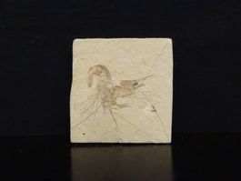 Versteinerter Fisch Fossil SHRIMPS - CARPOPENAEUS - LIBANON