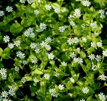 10 Pflänzchen Wald-Sternmiere (Stellaria nemorum)