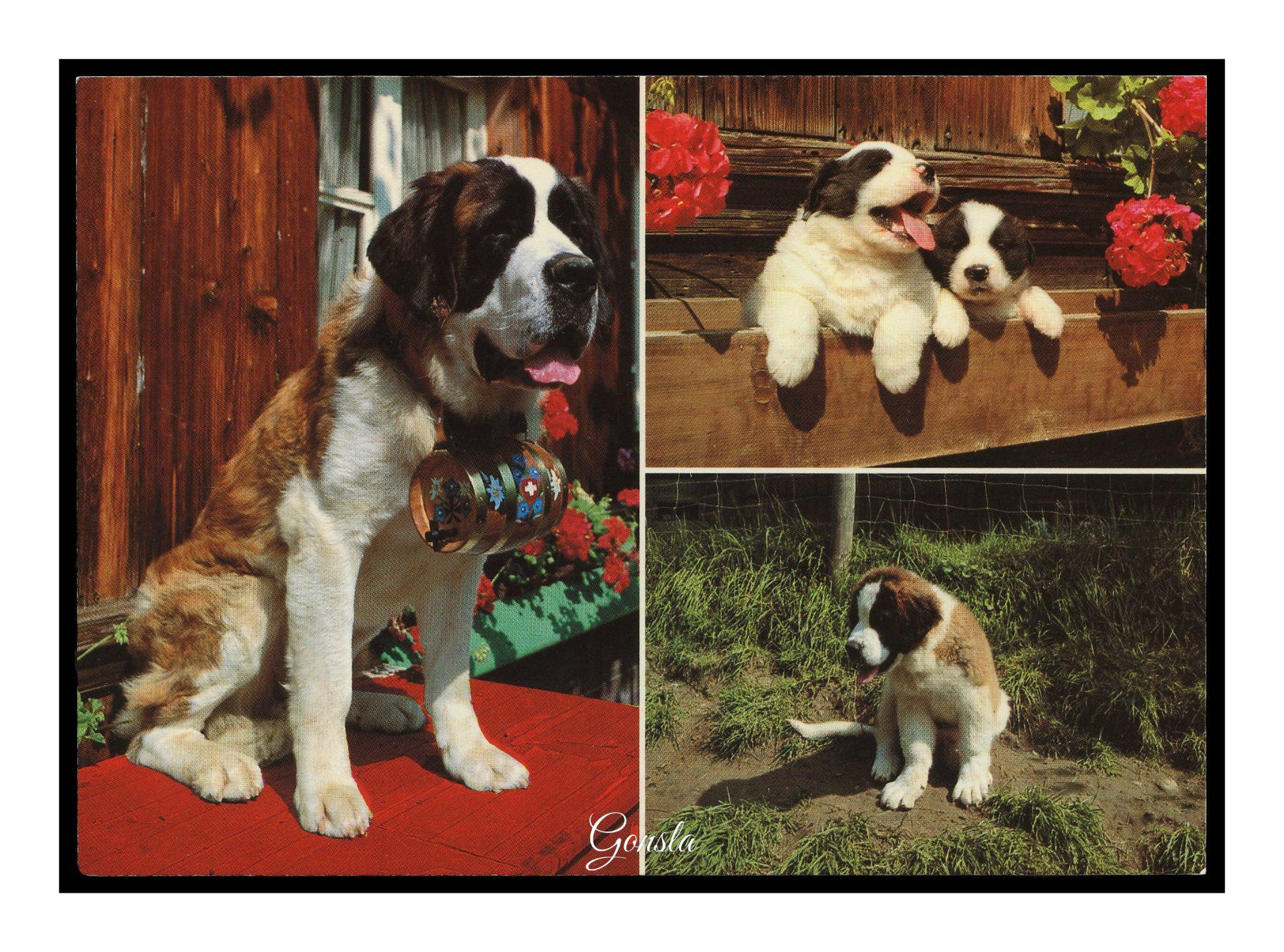 Cartoline postali: CHIENS SAINT BERNARD "Multi Avec Chiots" – Usato da Onex venduto da Lagorel01