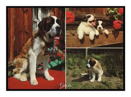 CHIENS SAINT BERNARD "Multi Avec Chiots"