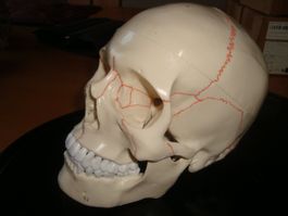 totenkopf