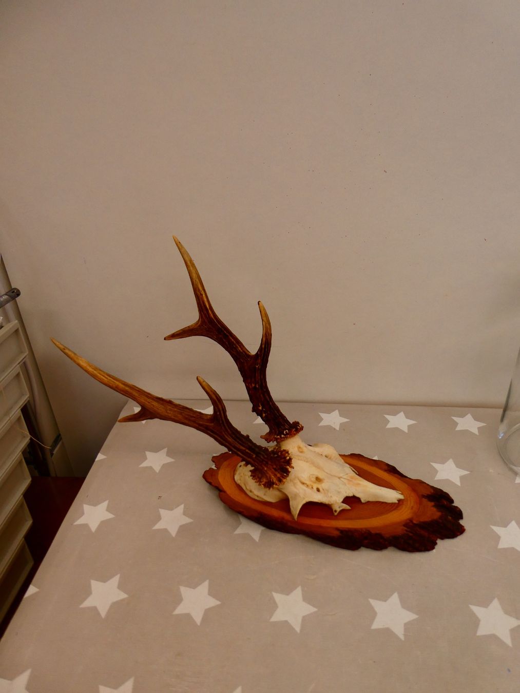 Il mondo degli animali: Geweih Reh? Hirsch? Nr. 3 – Usato da Rafz venduto da Powacaddy 1
