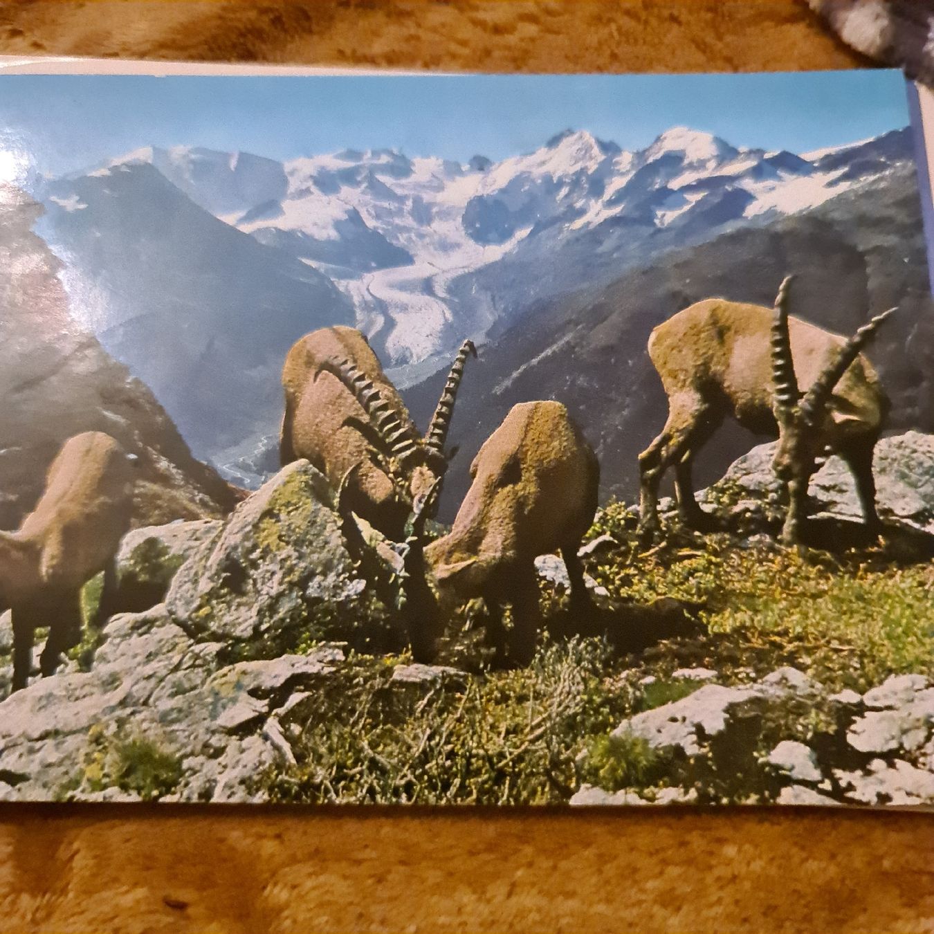 Cartoline postali: Pizza Aldris Steinbock. u blick – Usato da Zürich venduto da jaa_8n7l 1