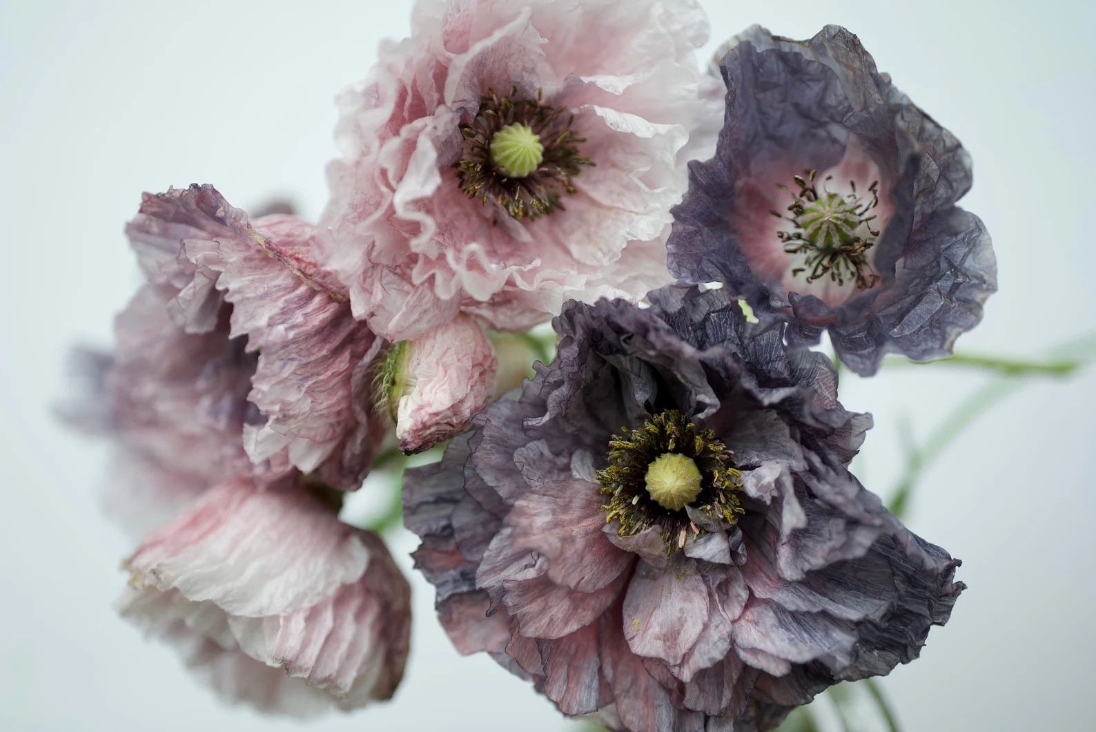 Piante & sementi: 300 Samen Mohn AMAZING GREY Seidenmohn – Nuovo (secondo la descrizione) da Ehrendingen venduto da VerveinaSamen 9
