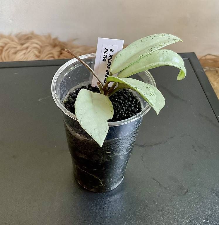 Pflanzen & Samen: Hoya carnosa Wilbur Graves Silver – Neu und originalverpackt aus Schönholzerswilen von Leavylounge
