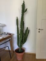 Kaktus (Euphorbia Acrurensis)