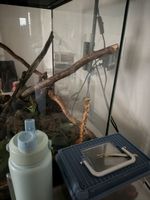 Kornnatter inklusive Terrarium mit Zubehör gebraucht